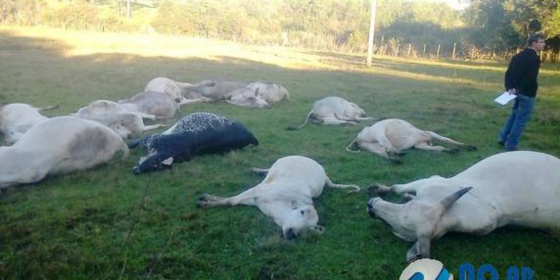 Engano de agricultor causa morte de 12 cabeças de gado no interior de Três de Maio
